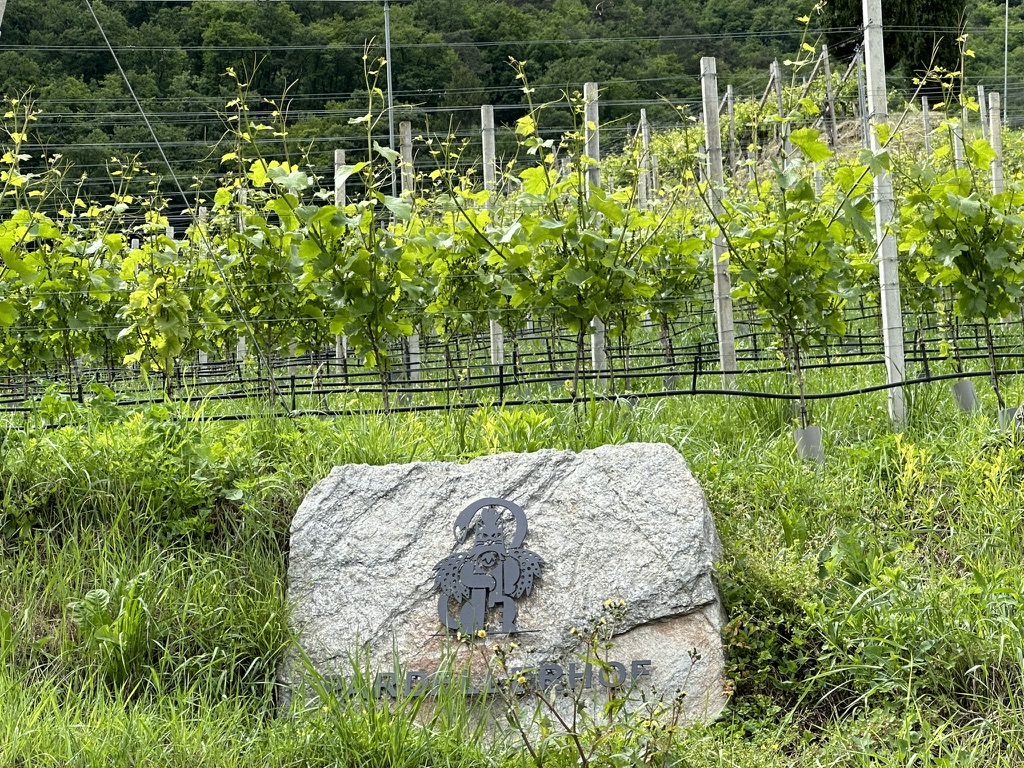 Reportage tra Vignaioli e Cantine del Burgraviato