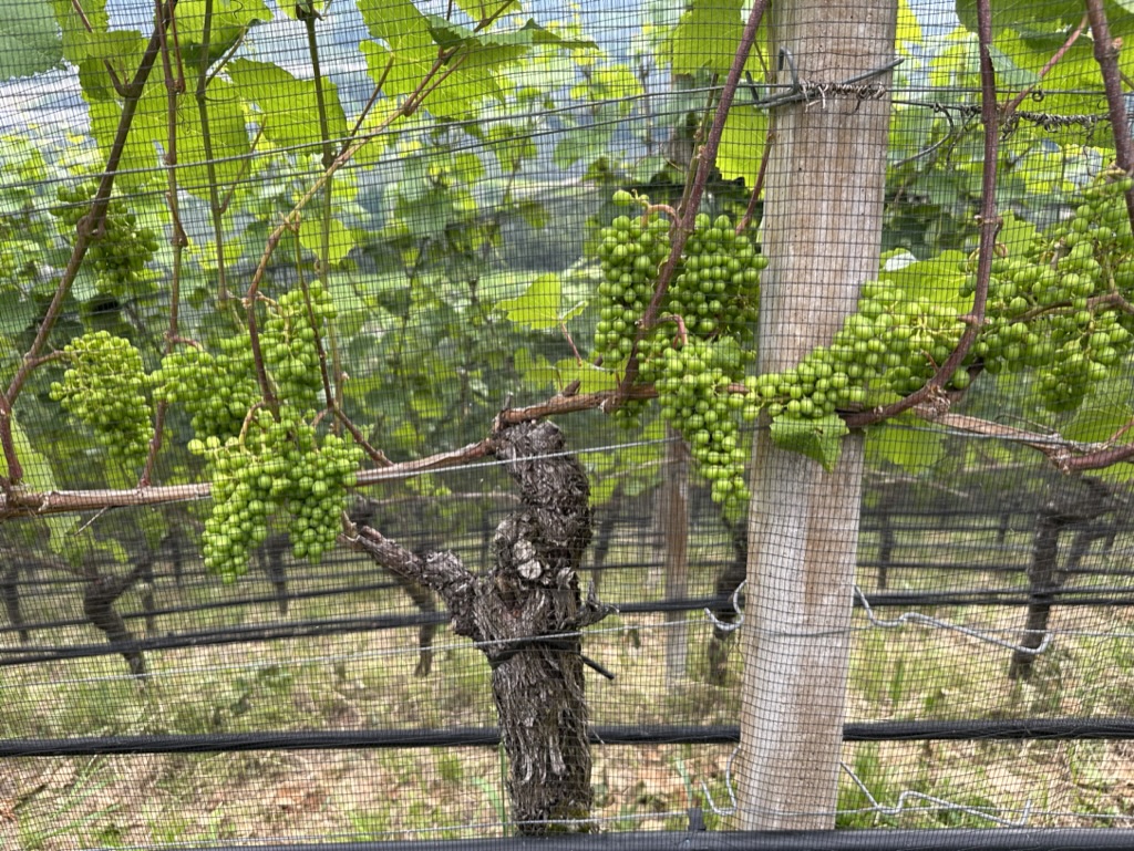 Reportage tra Vignaioli e Cantine del Burgraviato. Azienda Vinicola Innerleiterhof