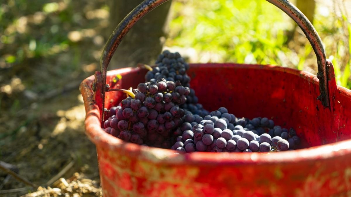 L’Italia si conferma nuovamente primo produttore mondiale di vino