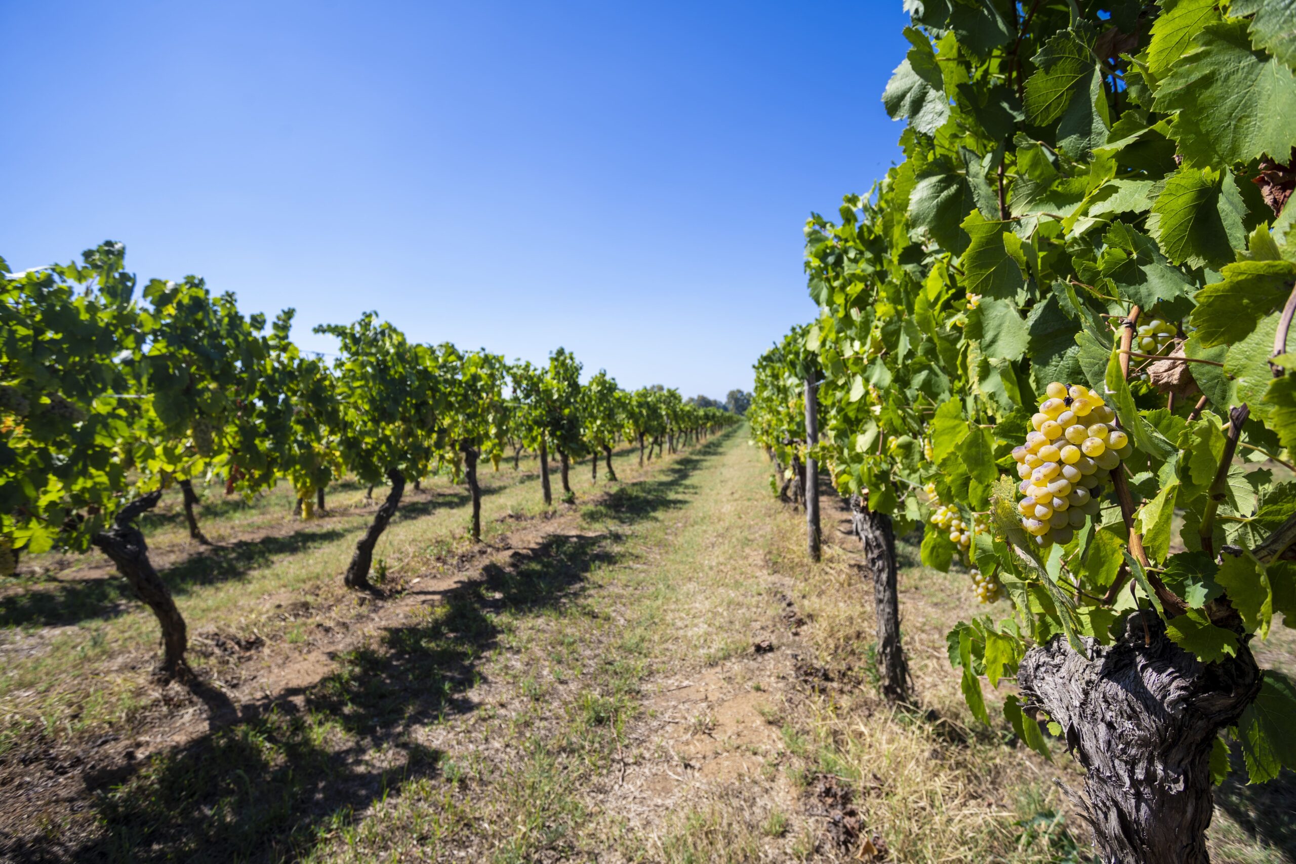 Da Sabato 9 a Lunedì 11 Novembre 2024 i grandi vini campani di VILLA MATILDE AVALLONE protagonisti della 33esima edizione del Merano WineFestival