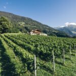 Reportage tra Vignaioli e Cantine del Burgraviato. Kellerei PASSIR La prima cantina della Val Passiria