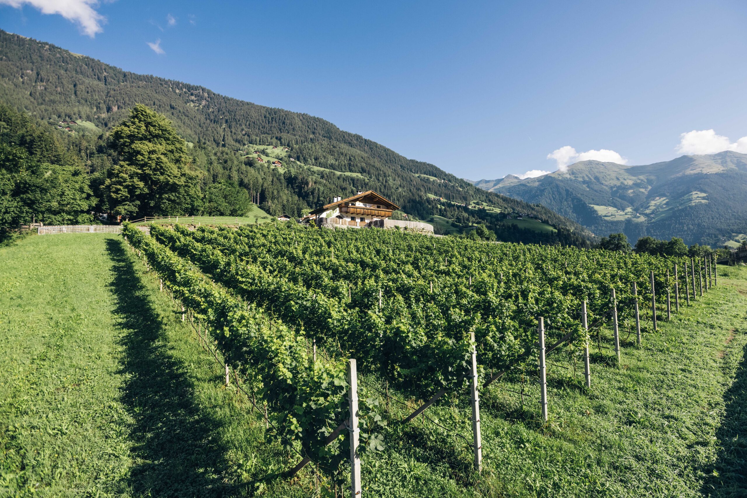 Reportage tra Vignaioli e Cantine del Burgraviato. Kellerei PASSIR La prima cantina della Val Passiria